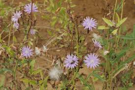Attēlu rezultāti vaicājumam “Lactuca tatarica leaf”