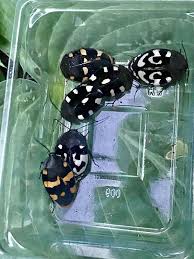 Attēlu rezultāti vaicājumam “Agonopterix hypericella imago”