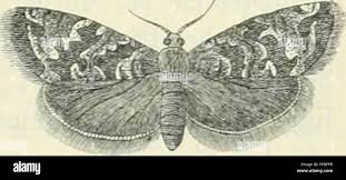 Attēlu rezultāti vaicājumam “Retinia resinella”