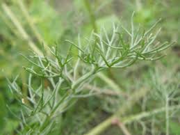 Attēlu rezultāti vaicājumam “Tripleurospermum inodorum flower”