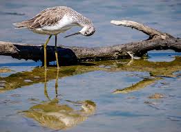 Attēlu rezultāti vaicājumam “Tringa stagnatilis”