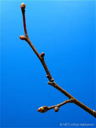 Attēlu rezultāti vaicājumam “Tilia cordata bud”