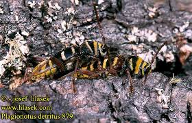 Attēlu rezultāti vaicājumam “Plagionotus detritus”