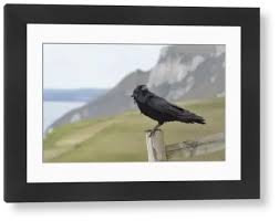 Attēlu rezultāti vaicājumam “Corvus corax adult”