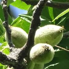 Attēlu rezultāti vaicājumam “Juglans cinerea”