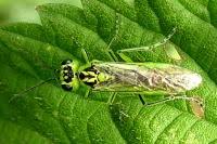 Attēlu rezultāti vaicājumam “Tenthredo scrophulariae exuvia”