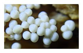 Attēlu rezultāti vaicājumam “Trichia varia young”