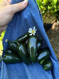 Afbeeldingsresultaat voor jalapeno early hot pepper