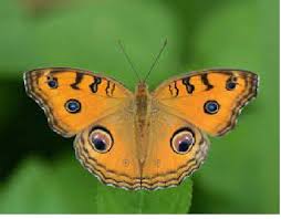 Image result for Papilionoidea