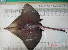 Image result for Dipturus intermedius