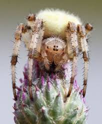 Attēlu rezultāti vaicājumam “Araneus quadratus female”