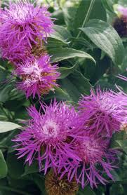 Attēlu rezultāti vaicājumam “Centaurea phrygia”