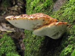 Attēlu rezultāti vaicājumam “Buglossoporus quercinus”