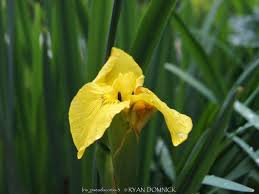 Attēlu rezultāti vaicājumam “Iris pseudacorus flower”