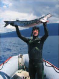 Image result for Sphyraena viridensis