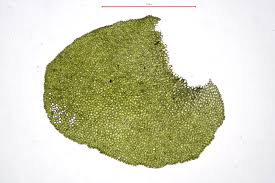 Attēlu rezultāti vaicājumam “Porella cordaeana”