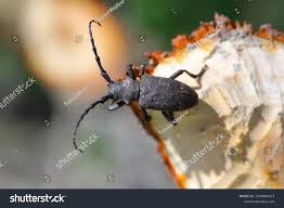 Attēlu rezultāti vaicājumam “Lamia textor”