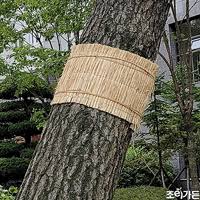 Image result for 붶