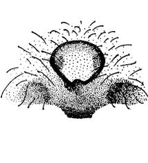 Attēlu rezultāti vaicājumam “Xysticus bifasciatus”