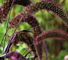 Attēlu rezultāti vaicājumam “Setaria italica”