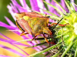 Attēlu rezultāti vaicājumam “Carpocoris sp. nymph”