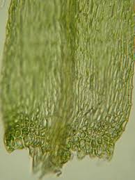 Attēlu rezultāti vaicājumam “Campyliadelphus elodes”