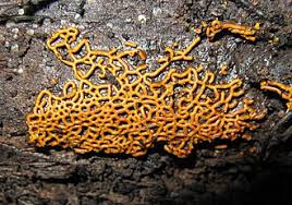 Attēlu rezultāti vaicājumam “Hemitrichia lutescens macro”