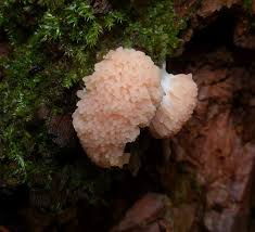 Attēlu rezultāti vaicājumam “Didymium spongiosum macro”