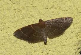 Attēlu rezultāti vaicājumam “Hypsopygia glaucinalis”