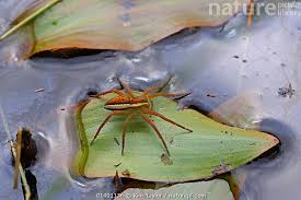 Attēlu rezultāti vaicājumam “Dolomedes fimbriatus”