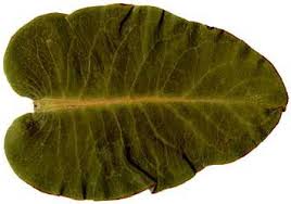 Attēlu rezultāti vaicājumam “Arenaria procera leaf”