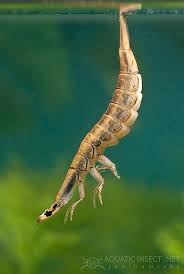 Attēlu rezultāti vaicājumam “Acilius sulcatus”