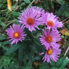 Attēlu rezultāti vaicājumam “Symphyotrichum novae-angliae”