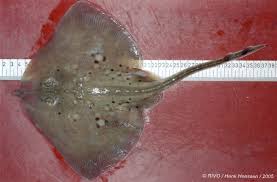 Image result for Raja montagui