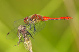 Attēlu rezultāti vaicājumam “Sympetrum sanguineum female”