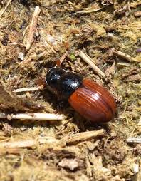 Attēlu rezultāti vaicājumam “Aphodius sp. imago”