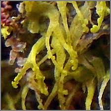 Attēlu rezultāti vaicājumam “Metzgeria violacea”