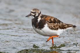 Attēlu rezultāti vaicājumam “Arenaria interpres”