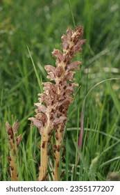 Attēlu rezultāti vaicājumam “Orobanche elatior”