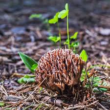 Attēlu rezultāti vaicājumam “Thelephora palmata”