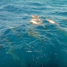 Image result for Dolphin Sub Aqua