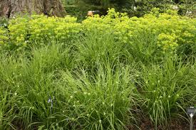 Attēlu rezultāti vaicājumam “Luzula luzuloides”