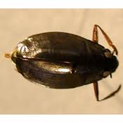 Attēlu rezultāti vaicājumam “Gyrinidae”