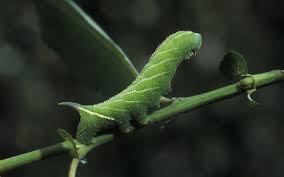 Attēlu rezultāti vaicājumam “Smerinthus ocellata”