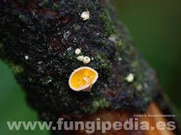 Attēlu rezultāti vaicājumam “Lachnellula willkommii”