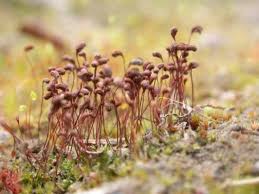 Attēlu rezultāti vaicājumam “Dicranella staphylina cells”