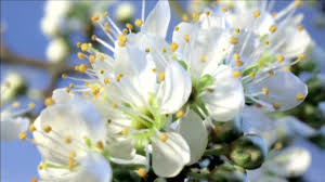 Attēlu rezultāti vaicājumam “Malus domestica flower”