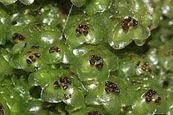 Attēlu rezultāti vaicājumam “Scapania nemorea”