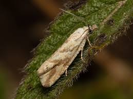 Attēlu rezultāti vaicājumam “Thiodia citrana”