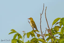 Attēlu rezultāti vaicājumam “Oriolus oriolus female”
